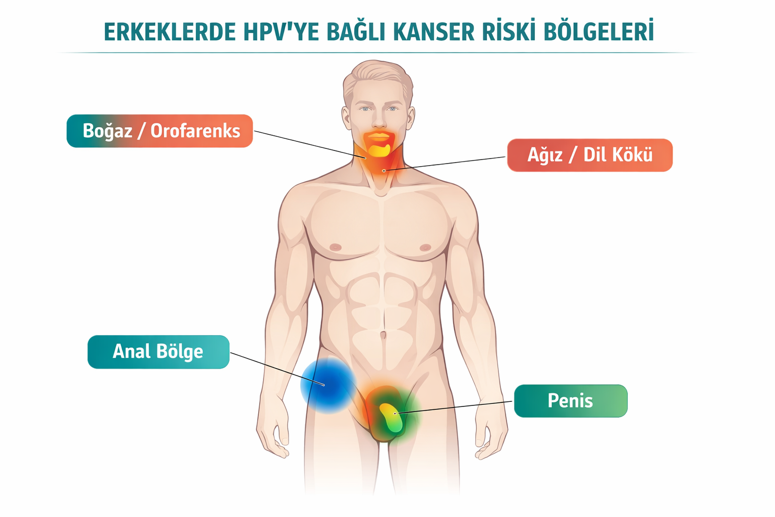 HPV Nedir ve Erkeklerde Kansere Nasıl Yol Açar?