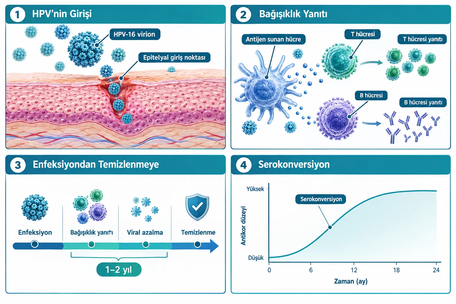 HPV Nedir ve Nasıl Bulaşır?