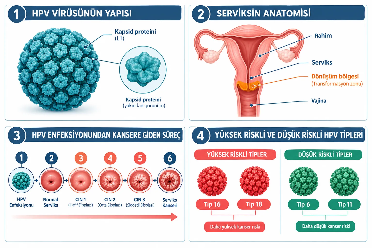 HPV Nedir ve Nasıl Bulaşır?